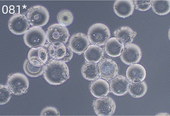 微载体3_Puredex® Cyto-1 微载体 