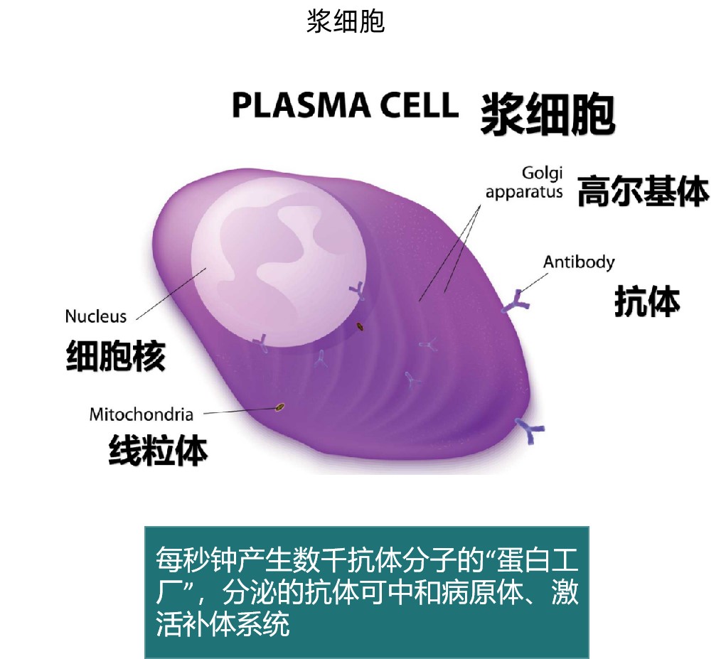浆细胞.jpg