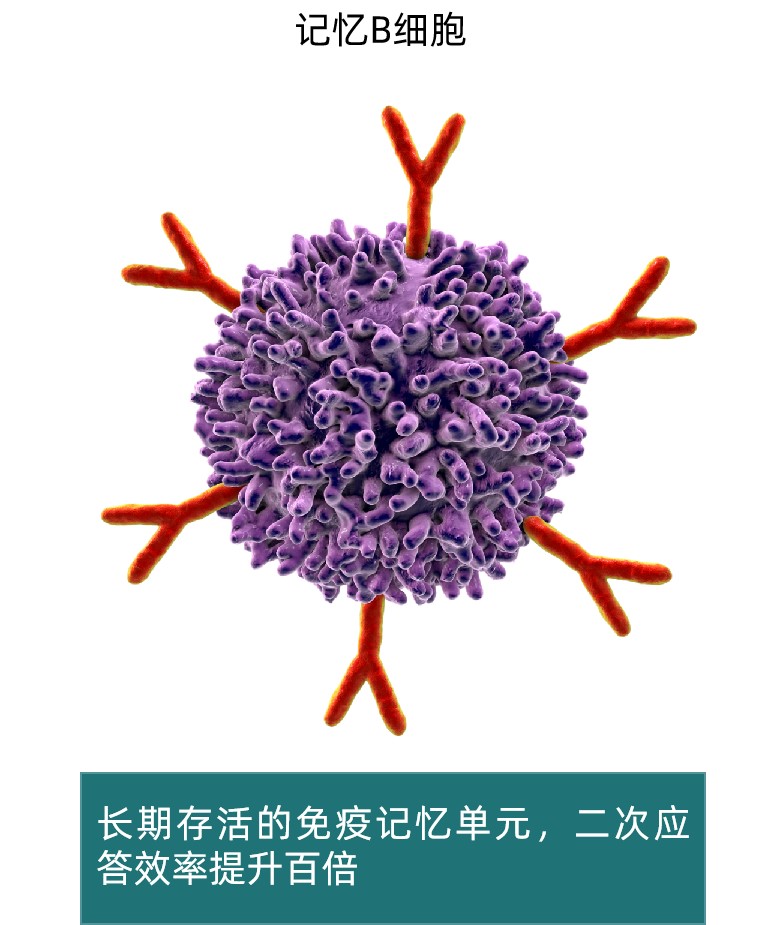 B细胞.jpg